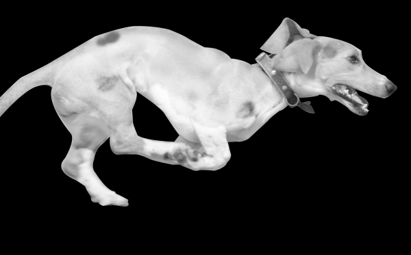 Creation of Weird Dalmation: Step 3